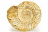 Polished Jurassic Ammonite (Kranosphinctes) - Madagascar #312358-1
